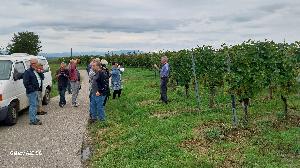 Holprige Weinlese am Tuniberg bei Freiburg